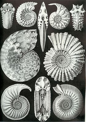 Haeckel Ammonitida.jpg