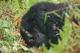Горная горилла в национальном парке Мгахинга