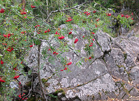 Sorbus and stone (Kivach Nature Reserve).JPG