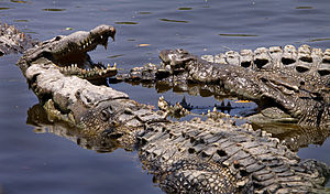 Американские крокодилы принимают солнечные ванны в болоте в Ла-Мансанильи в штате Халиско в Мексике. Болото имеет площадь около 180 гектаров, популяция крокодилов — около 300 особей. Болото является заповедником,  охраняемые виды включают крокодилов и птиц.
