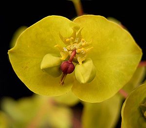 Euphorbia amygdaloides cv Purpurea5 ies.jpg