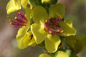 Verbascum-nigrum Einzelblüte 077a.jpg