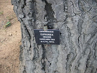 Euphorbia ingens bark.JPG