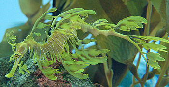 Leafy Seadragon Phycodurus eques 2500px.jpg