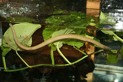 Aquatic Caecilian (Typhlonectes natans).jpg