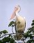 Spotbilled pelican.jpg