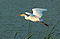 Cattle Egret (Bubulcus ibis) -in flight.jpg