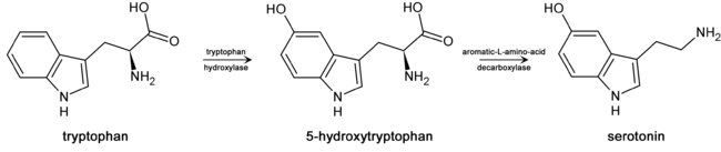 Метаболизм триптофана в серотонин