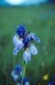 Iris sibirica0.jpg
