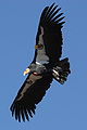 Condor in flight.JPG