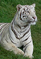 White tiger.jpg