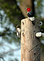 Red-headed Woodpecker (Melanerpes erythrocephalus) - adult and juvenile 168973948.jpg