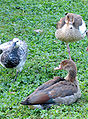 Ducks Obroshyno.jpg