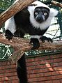 Lemur vari - Varecia variegata Zoo Hodonin.jpg