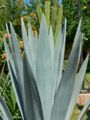 Agave tequilana leaves.jpg