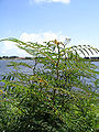 Kourou bois chaudat lake mimosa pudica.jpg