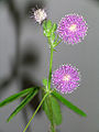 Mimosa pudica flower.jpg