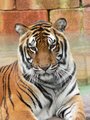 Panthera tigris6.jpg