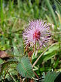 Starr 090213-2482 Mimosa pudica.jpg