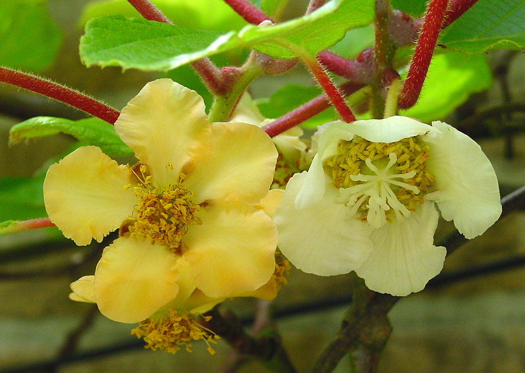 ... /wiki...hinensis_A.jpg (female flower is on the right hand side