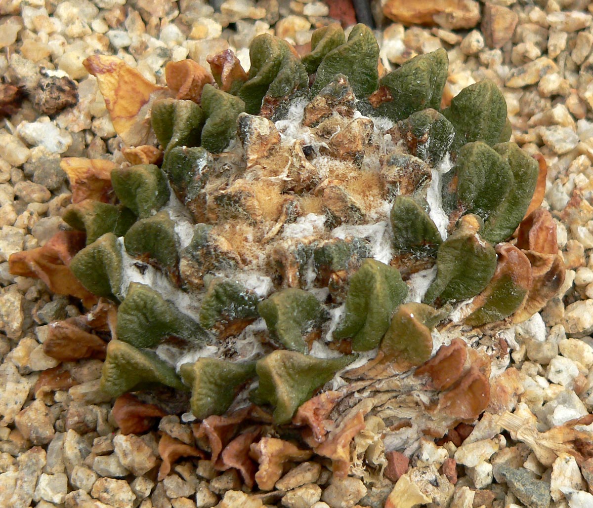Ариокарпус. Ariocarpus рекомендации Ариокарпус. Ariocarpus рекомендации