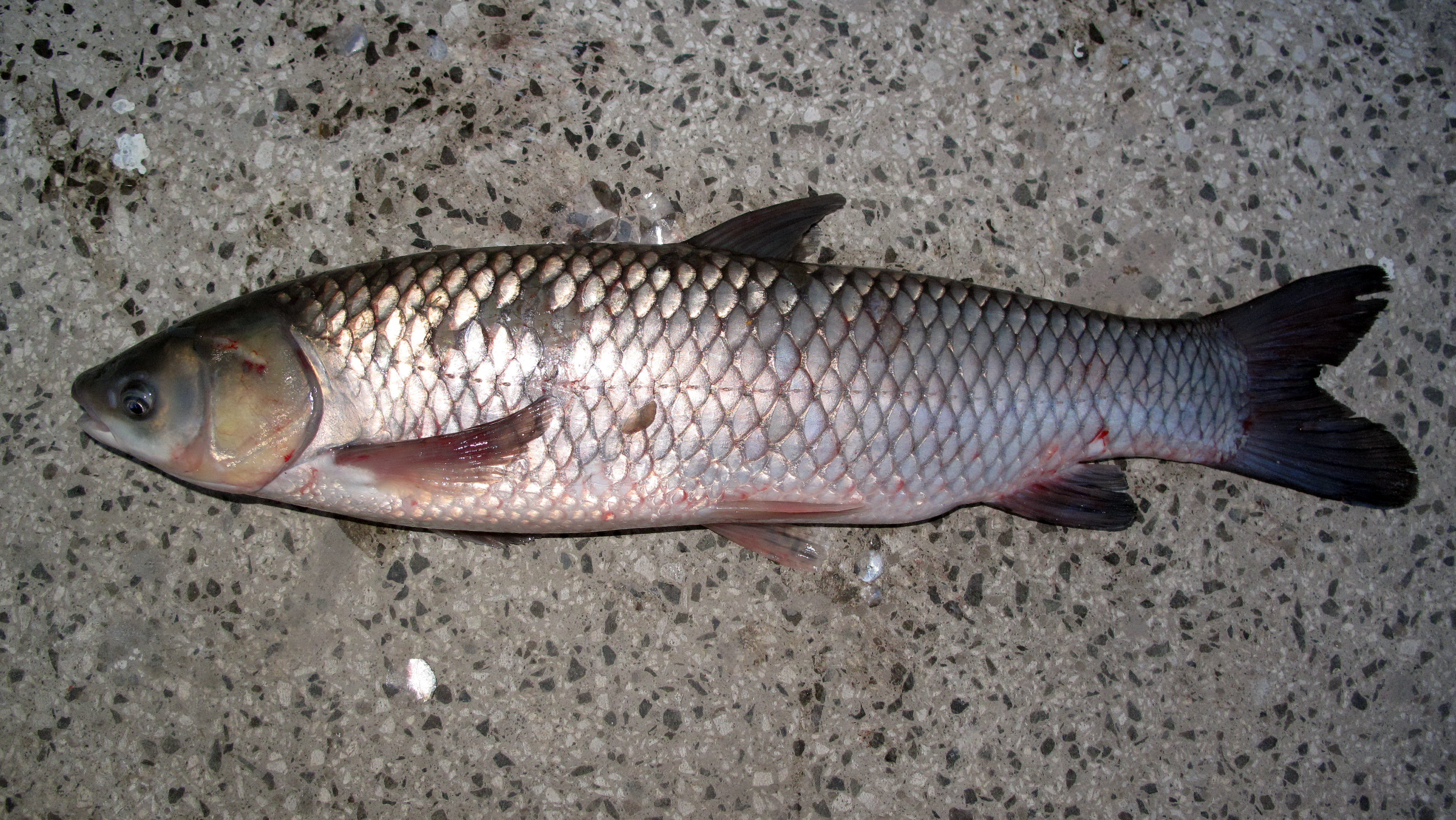 фаршированная рыба по-еврейски