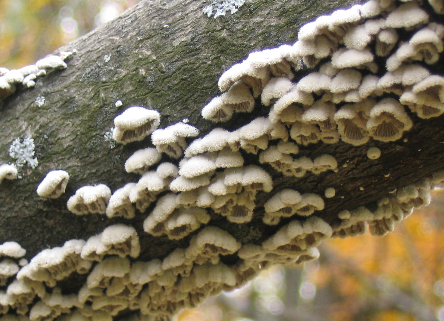 http://dic.academic.ru/pictures/wiki/files/70/Fuzzy_Fungi_%28Schizophyllum_commune%29.jpg