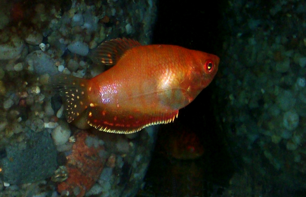 Aquarium Glaser Gurami_złoty_-_Trichogaster_trichopterus