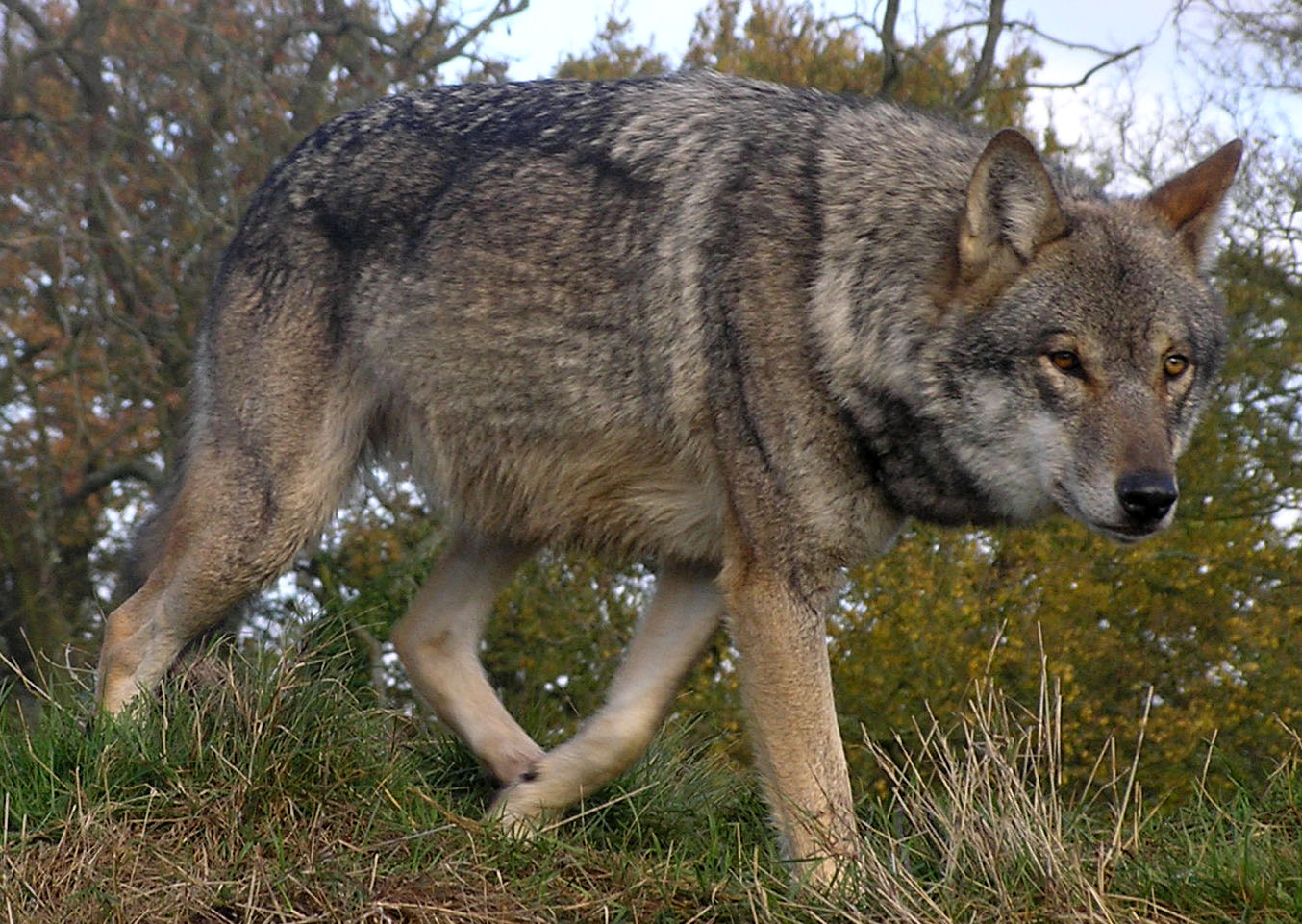http://dic.academic.ru/pictures/wiki/files/76/Lunca-European-Wolf.jpg