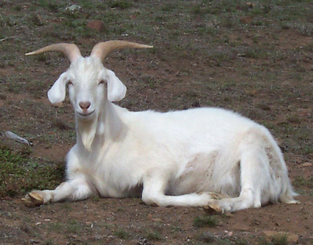 http://dic.academic.ru/pictures/wiki/files/77/Male_goat.jpg