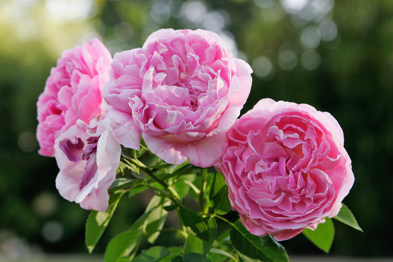 Фотография: Многообразие роз Дэвида Остина №1 - BigPicture.ru
