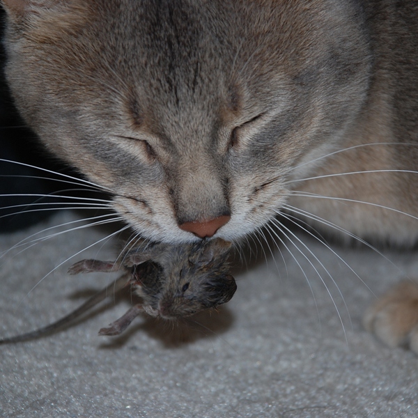 http://dic.academic.ru/pictures/wiki/files/77/Mouse_kill.jpg