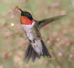 Рубиновогорлый колибри