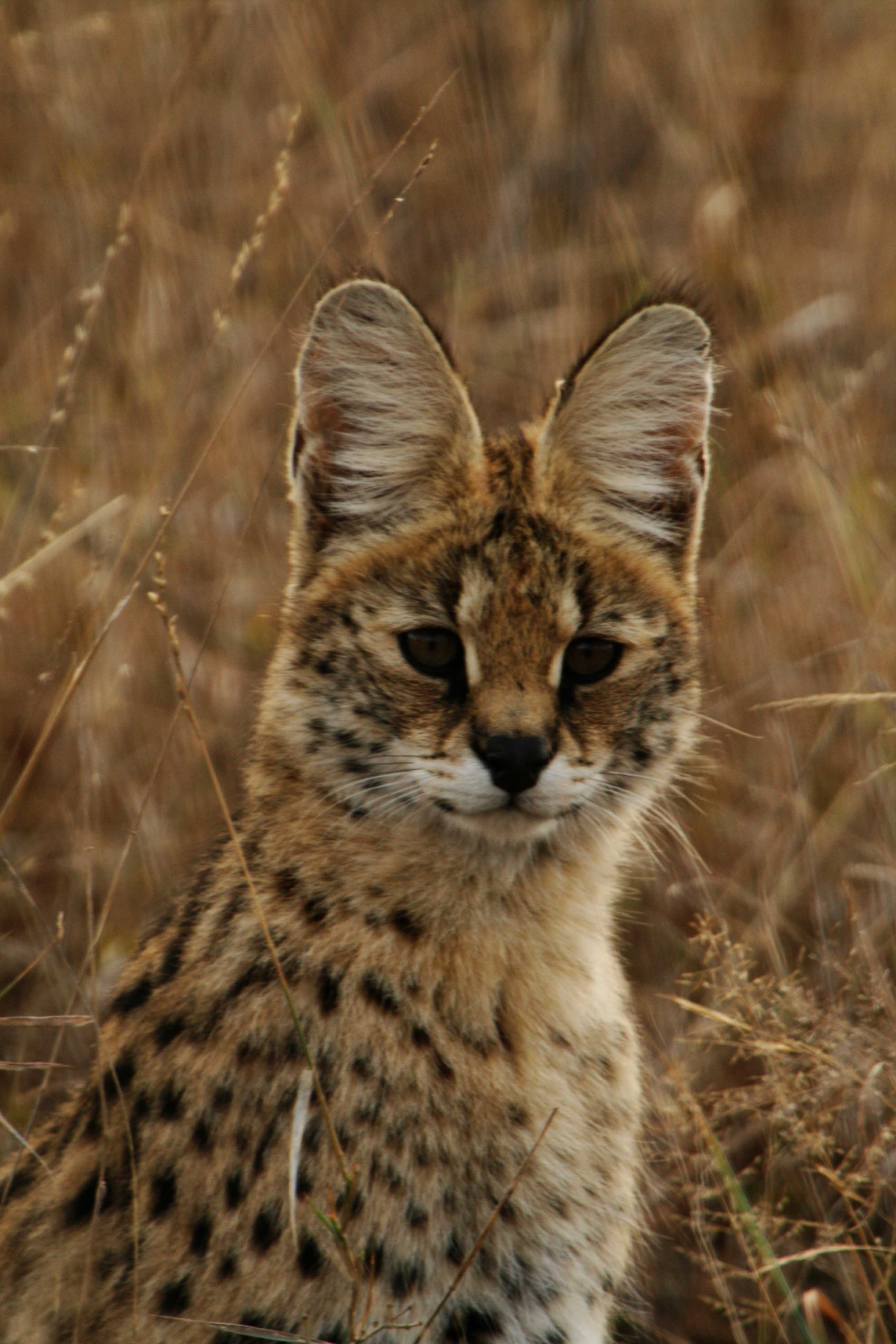 http://dic.academic.ru/pictures/wiki/files/83/Serval_portrait.jpg