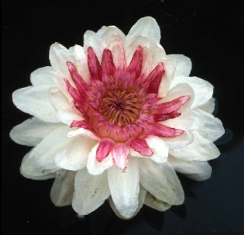 http://dic.academic.ru/pictures/wiki/files/86/Victoria_cruziana_flower.jpg