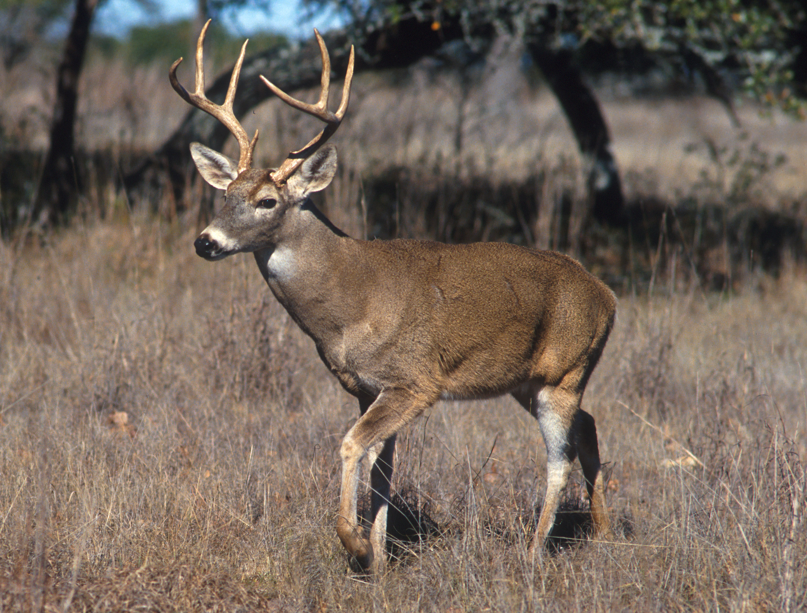 Whitetail Deer (Set) · Hunting America (Group) .