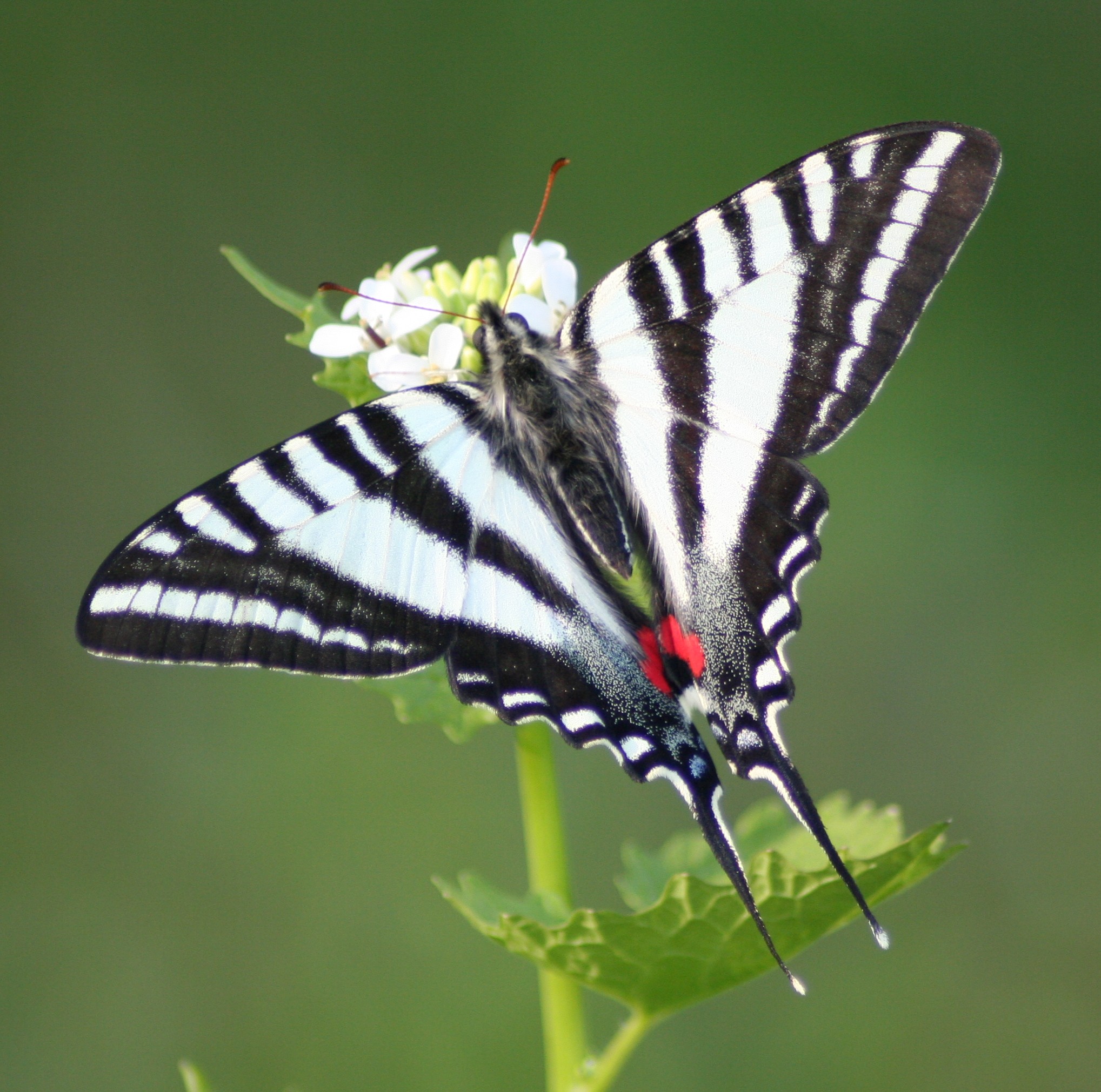 Zebra_Swallowtail,_Megan_McCarty69.jpg
