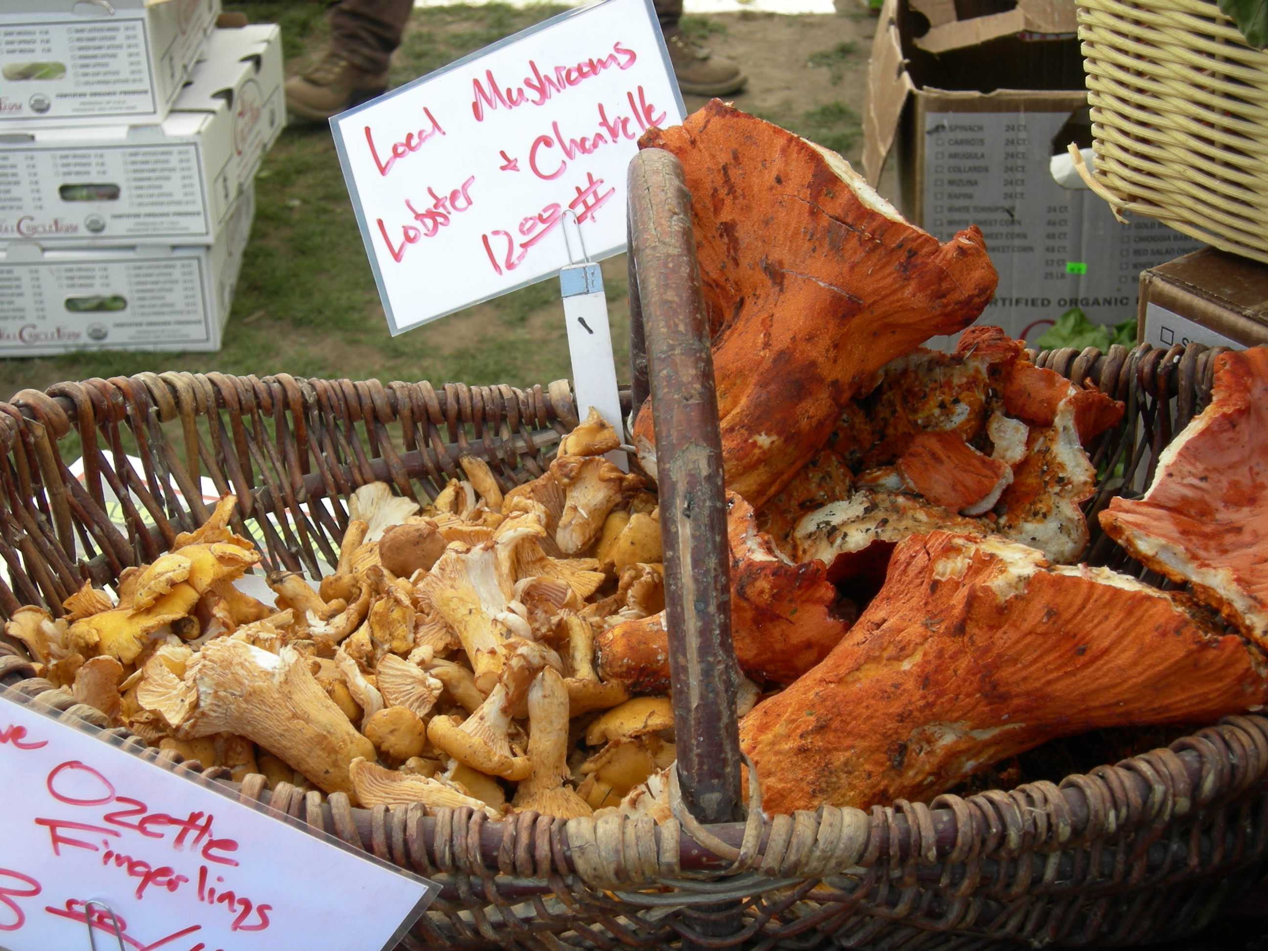 http://dic.academic.ru/pictures/wiki/files/99/chanterelle_and_lobster_mushrooms.jpg