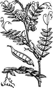 Цветок мышиного горошка и Что такое мышиный горох – особенности растения и правила агротехники