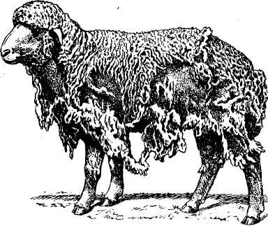 Силен овцам. Псороптоз овец клинические признаки. Псороптоз овец симптомы.