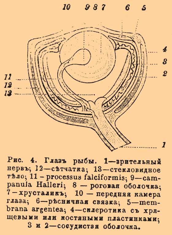 Рис. 4. Глаз рыбы. 1 — зрительный нерв. 12 — сетчатка; 13 — стекловидное тело; 11 — processus falciformis; 9 — campanula Haller; 8 — роговая оболочка; 7 — хрусталик; 10 — передняя камера глаза; 6 — ресничная связка; 5 — membrana argentea; 4 — склеротика с хрящевыми или костяными пластинками; 3 и 2 — сосудистые оболочки.