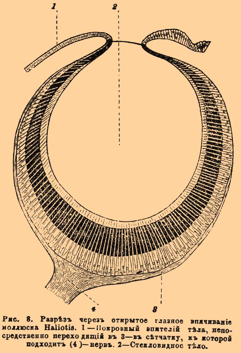Рис. 8. Разрез через открытое глазное впячивание моллюска Haliotis. 1 — Покровный эпителий тела, непосредственно переходящий в 3 — в сетчатку, к которой подходит (4) — нерв. 2 — Стекловидное тело.