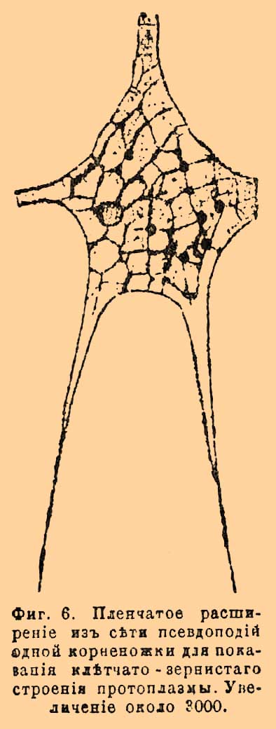 Фиг. 6. Пленчатое расширение из сети псевдоподий одной корненожки, для показа клетчато-зернистого строения протоплазмы. Увеличение около 3000.