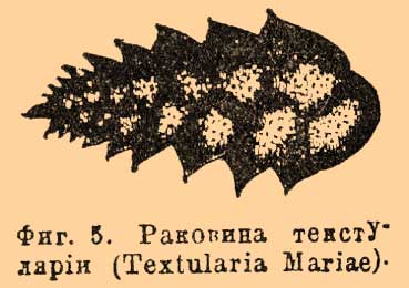 Фиг. 5. Раковина текстулярии (Textularia Mariae).