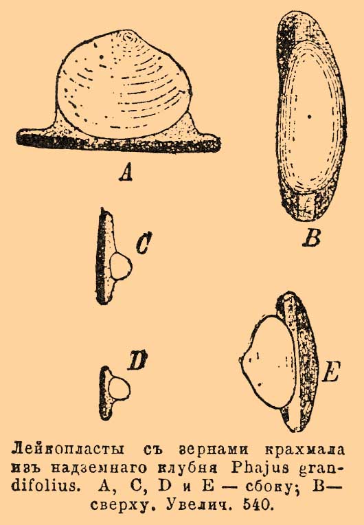 Лейкопласты с зернами крахмала из надземного клубня Phajus grandifolius. A, C, D и Е — сбоку; В — сверху. Увелич. 540.