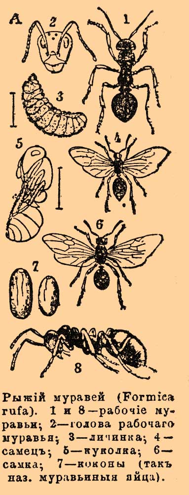 Рыжий муравей (Foormica rufa). 1 и 8 — рабочие муравьи; 2 — голова рабочего муравья; 3 — личинка; 4 — самец; 5 — куколка; 6 — самка; 7 — коконы (так называемые муравьиные яйца).