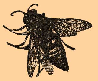 Многочисленные (особенно в жарких странах), по большей части крупные виды, очень громко и резко жужжащие при полете. В. rostrata черного цвета с изменчивым желтым рисунком, который на брюшке состоит из 5—6 отчасти прерывистых желтых полос, и с сероватыми волосками, длиной 15,5—18 мм. Вырывает гнезда в земле и кормит личинок мухами, которых приносит от времени до времени гнездо.