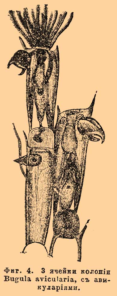 Фиг. 4. Часть колонии Bugula avicularia, с авикуляриями.