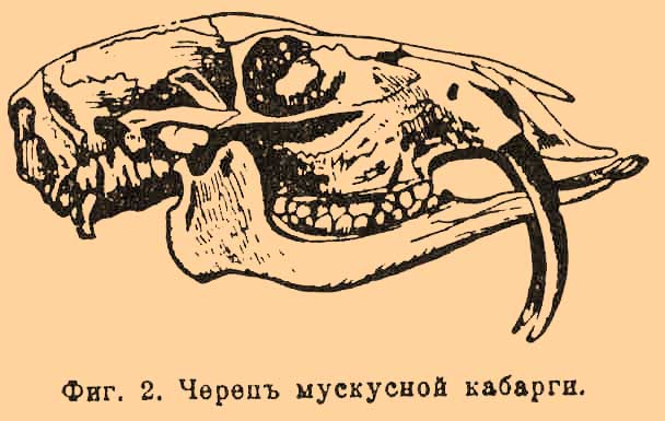 Фиг. 2. Череп мускусной кабарги.