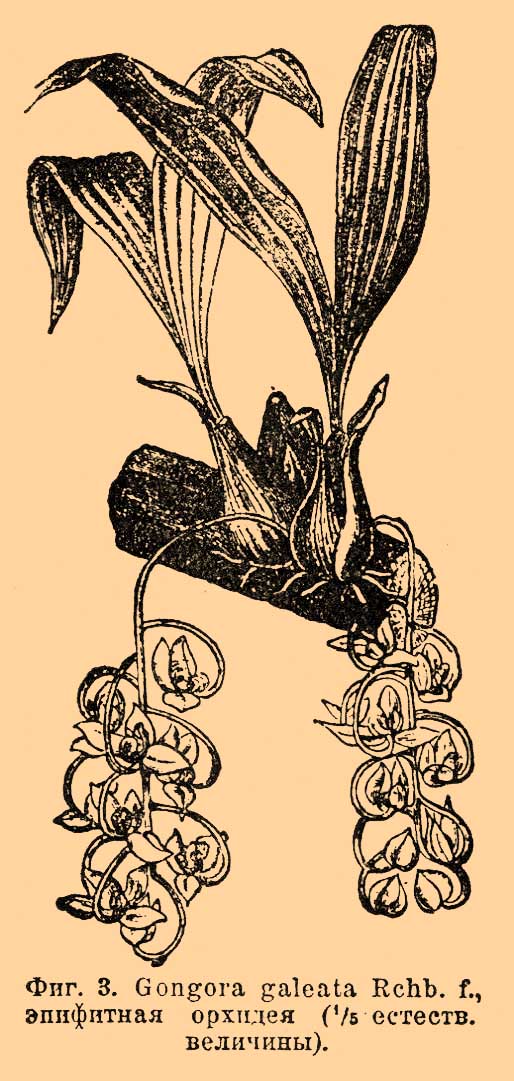 Фиг. 3. Gongora galeata Rchb. f., эпифитная орхидея (1/5 естеств. величины).